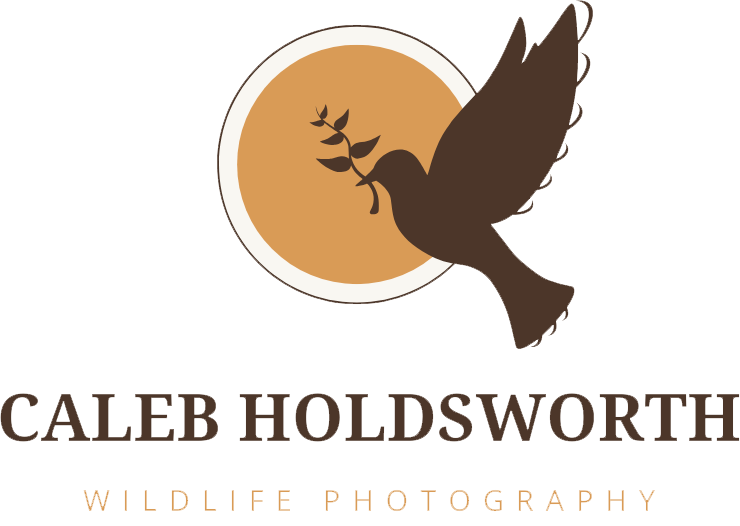 Caleb Holdsworth Photography